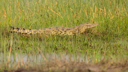 Nile Crocodile (Crocodilus niloticus) lying in tall grass on the bank of a lake, Moremi Game Reserve Botswana
