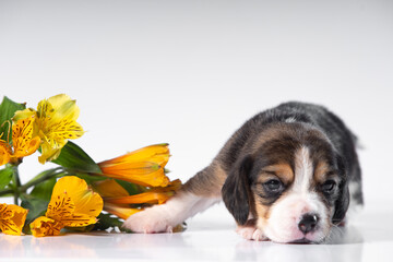 little beagle puppy on white background with flowers
