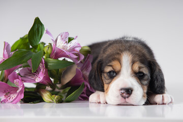 little beagle puppy on white background with flowers