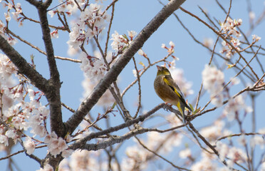 満開の桜と可愛い野鳥