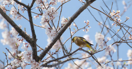 満開の桜と可愛い野鳥