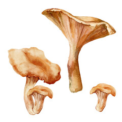Watercolor chanterelle mushrooms set. Hand-drawn harvest. Tasty food illustration for restaurant and cafe interior, veggie market drawing print, fabric or background. © yuliya_derbisheva