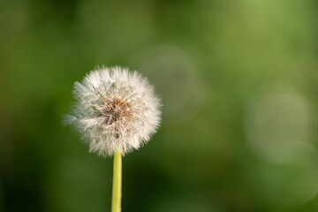 美しいタンポポの綿毛
