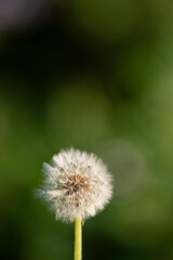 美しいタンポポの綿毛