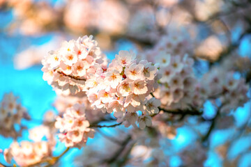 Cherry Blossom flowers in full bloom