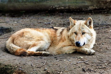 White wolf lying on the ground looking at the camera