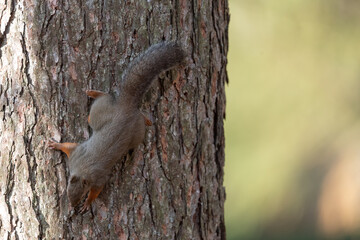 木に登るニホンリス