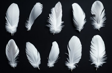 Obraz premium White Feathers Arranged on Black Background