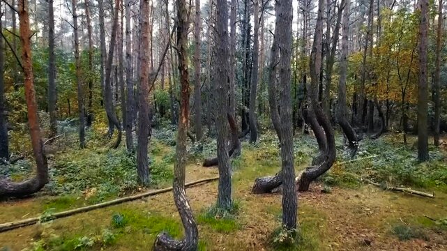 Aerial drone flying through and between Crooked forest in Poland or otherwise known as Krzywy Las during a cloudy day. The tall pine trees are oddly shaped and have the tree itself is curved at base.