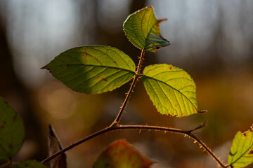 blackberry leaf in the forest in backlight sunlight