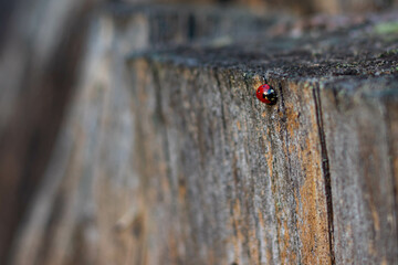 ladybug on an old stump