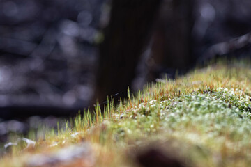 spring moss on an old log