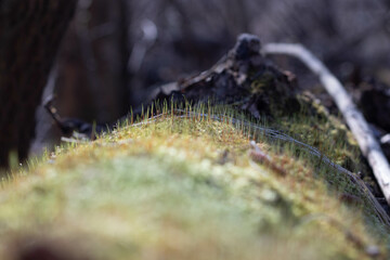 the trunk of an old tree with young green moss growing on it