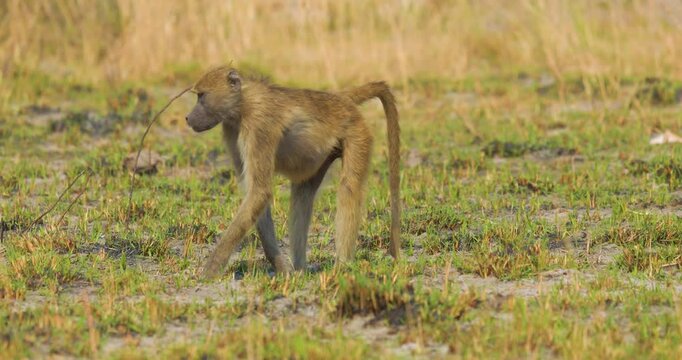 Chacma baboon (Papio ursinus) feeding on plant roots, Bwabwata National Park Namibia
