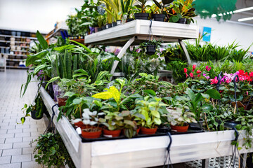 Shelves Of Fresh Flowers In The Supermarket