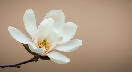 Obraz premium 白磁器の様な清楚なマグノリア 柔らかな光で輝く花びら