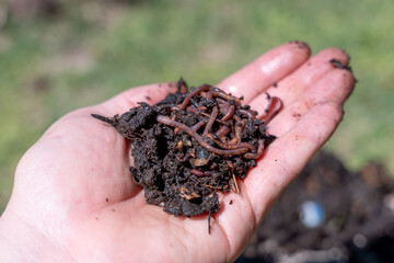 A farmer's hands holding worms with organic fertilizer. Healthy soil with organic matter.