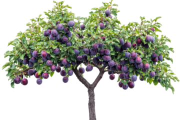 A flourishing plum tree laden with ripe fruit ready for harvest in a sunlit orchard isolated on transparent background