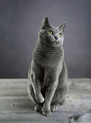 Russian Blue cat in a professional studio setting, sitting upright and looking curiously to the side. Elegant silver-blue fur, bright green eyes, clean background.