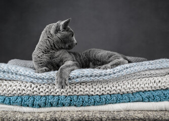 Studio portrait of a Russian Blue cat sitting atop a stack of knitted blankets, showcasing its sleek gray coat and vivid green eyes against a soft, textured backdrop.