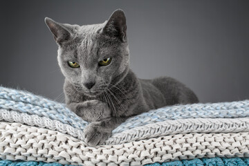 Studio portrait of a Russian Blue cat sitting atop a stack of knitted blankets, showcasing its sleek gray coat and vivid green eyes against a soft, textured backdrop.