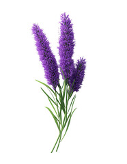 Obraz premium Isolated Purple Flowers Bouquet PNG Transparent Background, Blooming Flora