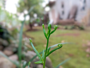 close up of young fern leaves with blurred background