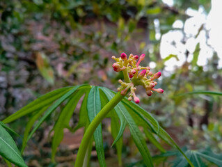 Jatropha multifida or known as Jarak tintir, with red flowers