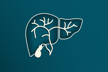 Internal Organ Liver anatomy illustration with gallbladder, common bile duct, right and left hepatic ducts. Outline of concaved liver with floating gallbladder, hepatic ducts and falciform ligament. 