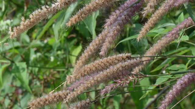 Pennisetum pedicellatum grass. This is an indigenous grass of&nbsp;Ethiopia&nbsp;of the&nbsp;monocot&nbsp;angiosperm&nbsp;plant family&nbsp;Poaceae. Its common names desho,&nbsp;annual kyasuwa grass, bare grass, and&nbsp;deenanath grass.