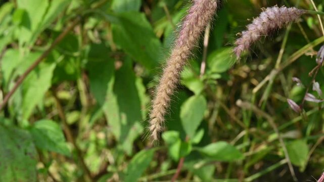 Pennisetum pedicellatum grass. This is an indigenous grass of&nbsp;Ethiopia&nbsp;of the&nbsp;monocot&nbsp;angiosperm&nbsp;plant family&nbsp;Poaceae. Its common names desho,&nbsp;annual kyasuwa grass, bare grass, and&nbsp;deenanath grass.