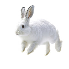 Fluffy Arctic Hare Bounding Forward Isolated on Transparent Background