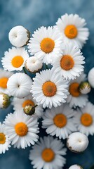 Obraz premium White daisies closeup soft floral nature image