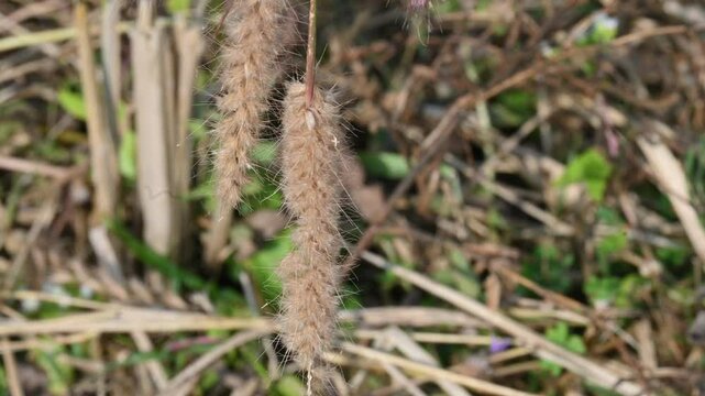 Pennisetum pedicellatum grass. This is an indigenous grass of&nbsp;Ethiopia&nbsp;of the&nbsp;monocot&nbsp;angiosperm&nbsp;plant family&nbsp;Poaceae. Its common names desho,&nbsp;annual kyasuwa grass, bare grass, and&nbsp;deenanath grass.