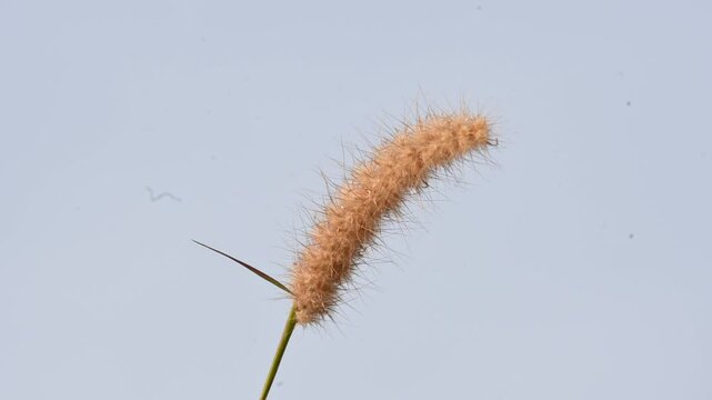 Pennisetum pedicellatum grass. This is an indigenous grass of&nbsp;Ethiopia&nbsp;of the&nbsp;monocot&nbsp;angiosperm&nbsp;plant family&nbsp;Poaceae. Its common names desho,&nbsp;annual kyasuwa grass, bare grass, and&nbsp;deenanath grass.