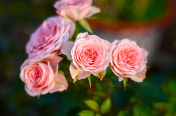 pink roses in garden