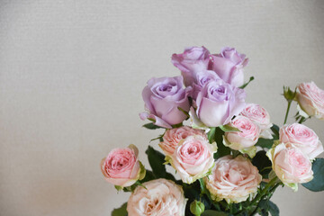 紫とピンクのばら