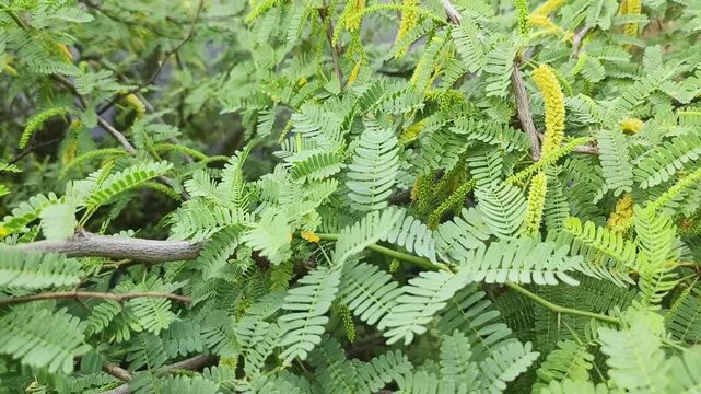 Kikar tree branch full of leaves and thorns, Scientific name Arabica acacia.