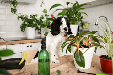 Black and white Russian Spaniel exploring a person's workspace while taking care of potted houseplants