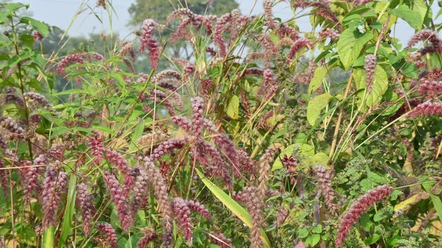 Pennisetum pedicellatum grass. This is an indigenous grass of&nbsp;Ethiopia&nbsp;of the&nbsp;monocot&nbsp;angiosperm&nbsp;plant family&nbsp;Poaceae. Its common names desho,&nbsp;annual kyasuwa grass, bare grass, and&nbsp;deenanath grass.