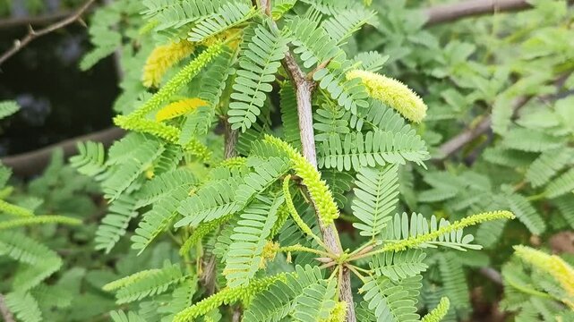 Kikar tree branch full of leaves and thorns, Scientific name Arabica acacia.