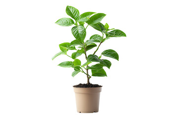 Obraz premium Sarpagandha Plant Isolated on White and Transparent Background PNG Image.
