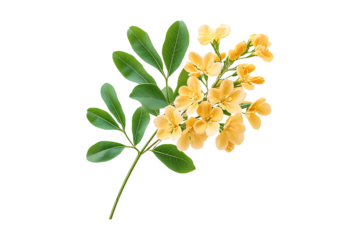 Senna Stems Isolated on White and Transparent Background PNG Image.