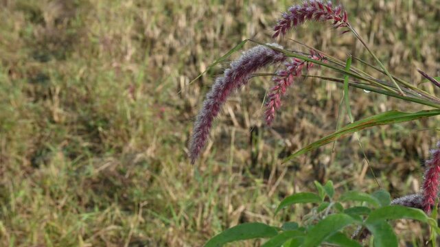 Pennisetum pedicellatum grass. This is an indigenous grass of&nbsp;Ethiopia&nbsp;of the&nbsp;monocot&nbsp;angiosperm&nbsp;plant family&nbsp;Poaceae. Its common names desho,&nbsp;annual kyasuwa grass, bare grass, and&nbsp;deenanath grass.