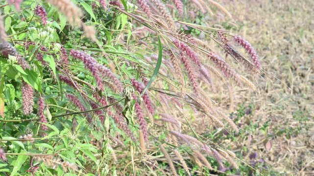 Pennisetum pedicellatum grass. This is an indigenous grass of&nbsp;Ethiopia&nbsp;of the&nbsp;monocot&nbsp;angiosperm&nbsp;plant family&nbsp;Poaceae. Its common names desho,&nbsp;annual kyasuwa grass, bare grass, and&nbsp;deenanath grass.