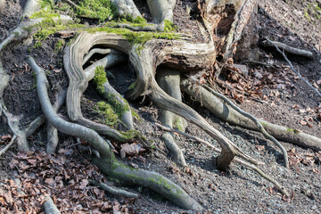 Old roots in the woods covered with moss
