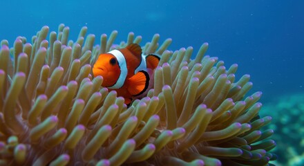Colorful clownfish nestled among vibrant sea anemones in a coral reef