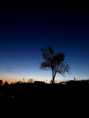 Solitary Tree Under a Starry Night Sky: A Portrait of Tranquility and Isolation