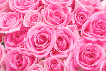 Background of soft pink roses