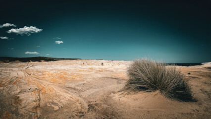 dead tree in the desert